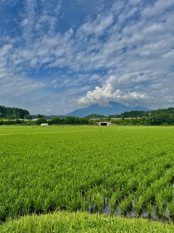 鮮やかな緑色の田んぼ