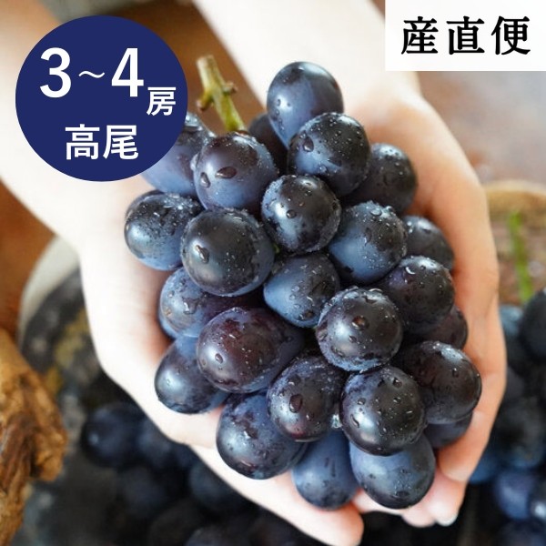 【産直商品】高尾ぶどう1.8㎏（3～4房）【久世福うまいもの産直便】